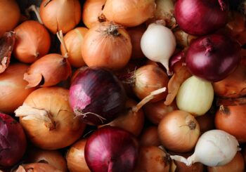 Laatste dag om uien en knoflook af te halen.